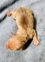 Eliza, a female Miniature Dachshund for sale in Dover, OH – 2 of 4