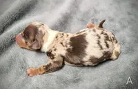 Alvin, a male Miniature Dachshund for sale in Dover, OH – 3 of 5