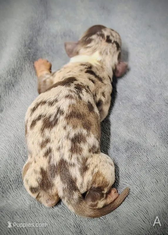 Alvin – Miniature Dachshund puppy for sale in Dover, OH