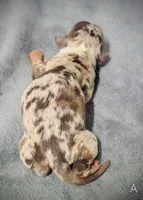 Alvin, a male Miniature Dachshund for sale in Dover, OH – 1 of 5