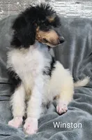 Winston , a male Poodle - Standard  for sale in Dover, OH – 2 of 5