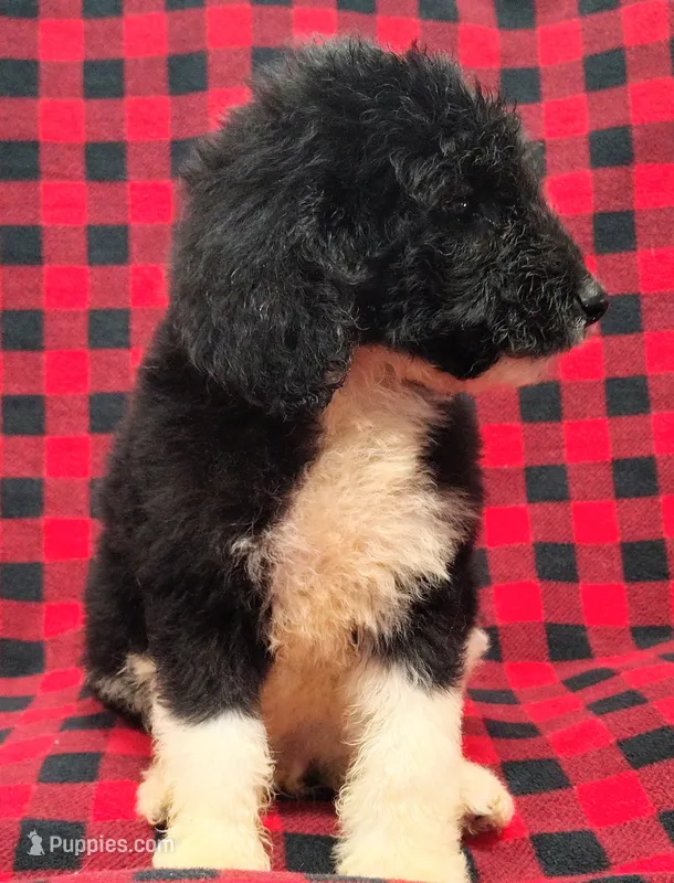 Zion – Poodle - Multi-Colored Standard puppy for sale in Dover, OH