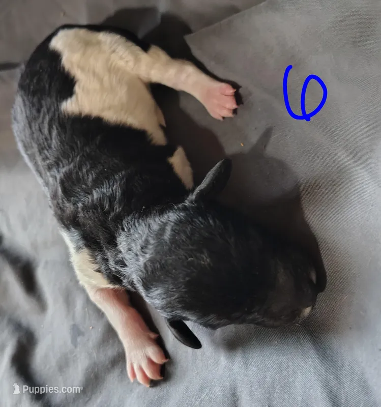 Zion – Poodle - Multi-Colored Standard puppy for sale in Dover, OH