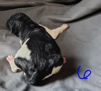 Zion, a male Poodle - Multi-Colored Standard for sale in Dover, OH – Photo 2 of 3