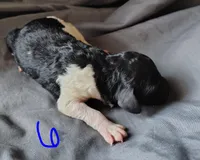 Zion, a male Poodle - Multi-Colored Standard for sale in Dover, OH – Photo 3 of 3