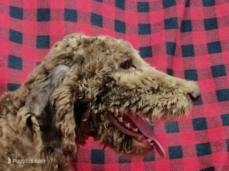Hershey – Poodle - Standard  puppy for sale in Dover, OH