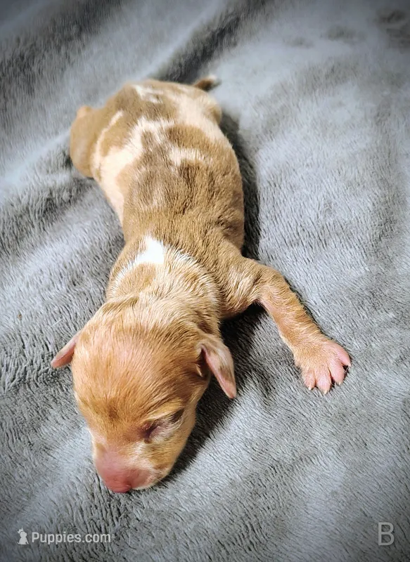 Bella – Miniature Dachshund puppy for sale in Dover, OH