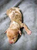 Bella, a female Miniature Dachshund for sale in Dover, OH – 1 of 5