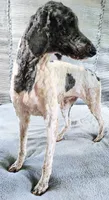 Stillwagons Maverick, a male Poodle - Multi-Colored Standard for sale in Dover, OH – 6 of 7