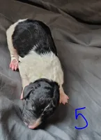 Luca, a male Poodle - Multi-Colored Standard for sale in Dover, OH – Photo 4 of 4