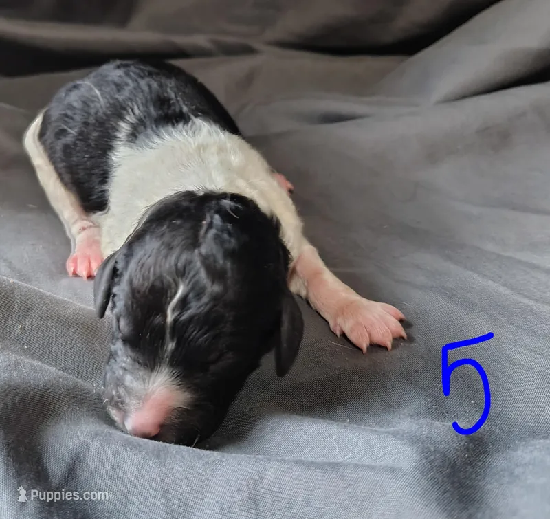 Luca – Poodle - Multi-Colored Standard puppy for sale in Dover, OH