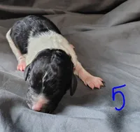 Luca, a male Poodle - Multi-Colored Standard for sale in Dover, OH – Photo 1 of 4