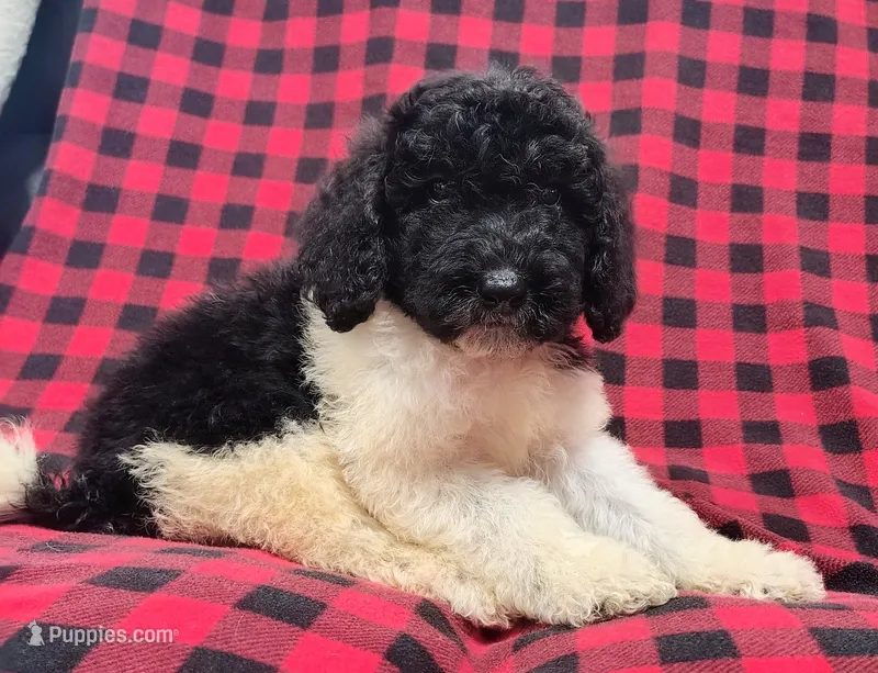 Luca – Poodle - Multi-Colored Standard puppy for sale in Dover, OH