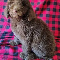 Hershey, a male Poodle - Standard  for sale in Dover, OH – Photo 4 of 5