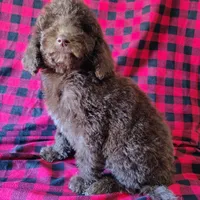 Hershey, a male Poodle - Standard  for sale in Dover, OH – Photo 2 of 5