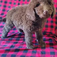 Hershey, a male Poodle - Standard  for sale in Dover, OH – Photo 5 of 5