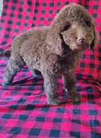 processed/ebf36cdb-8d05-4bed-a25e-73539856dca7/listing/1760147b-be10-48fa-8237-ebf651c07bc5/601631bc-1f4f-4c5f-86ea-d81522cfffd8