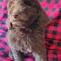 Hershey, a male Poodle - Standard  for sale in Dover, OH – Photo 1 of 5
