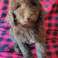 Hershey, a male Poodle - Standard  for sale in Dover, OH – Photo 3 of 5