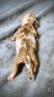 Bella, a female Miniature Dachshund for sale in Dover, OH – 4 of 5