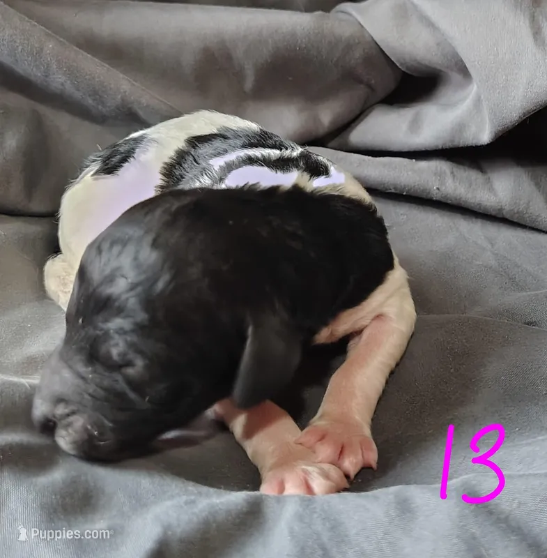 Lucky – Poodle - Multi-Colored Standard puppy for sale in Dover, OH