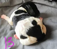 Lucky, a female Poodle - Multi-Colored Standard for sale in Dover, OH – Photo 4 of 5