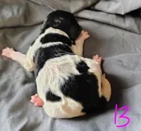 Lucky, a female Poodle - Multi-Colored Standard for sale in Dover, OH – Photo 2 of 5