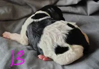 Lucky, a female Poodle - Multi-Colored Standard for sale in Dover, OH – Photo 5 of 5