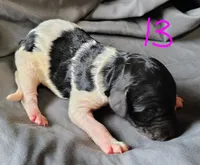 Lucky, a female Poodle - Multi-Colored Standard for sale in Dover, OH – Photo 3 of 5