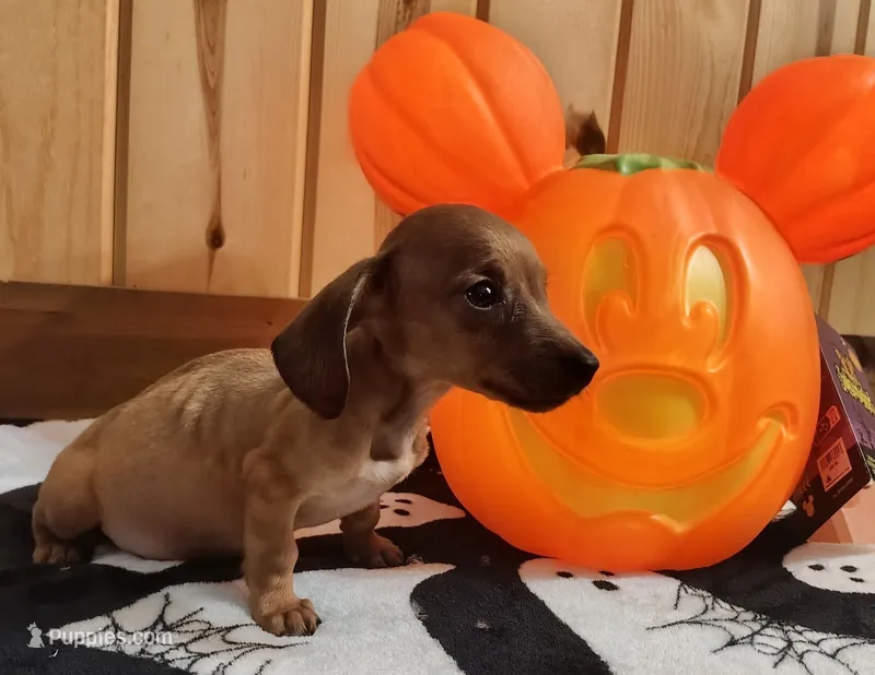 Pablo – Miniature Dachshund puppy for sale in Dover, OH