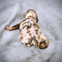 Alvin, a male Miniature Dachshund for sale in Dover, OH – 5 of 5