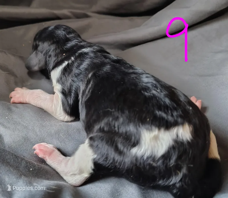 Cynthia – Poodle - Multi-Colored Standard puppy for sale in Dover, OH