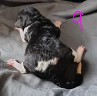 Cynthia, a female Poodle - Multi-Colored Standard for sale in Dover, OH – Photo 2 of 3