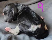 Cynthia, a female Poodle - Multi-Colored Standard for sale in Dover, OH – Photo 3 of 3