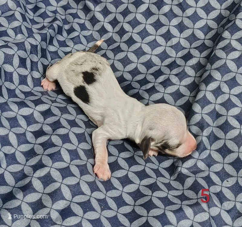 Cynthia – Miniature Dachshund puppy for sale in Dover, OH