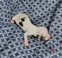 Cynthia, a female Miniature Dachshund for sale in Dover, OH – 1 of 6