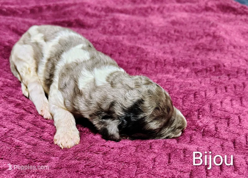 Bijou – Poodle - Multi-Colored Standard puppy for sale in Dover, OH
