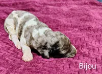 Bijou, a female Poodle - Multi-Colored Standard for sale in Dover, OH – 1 of 4