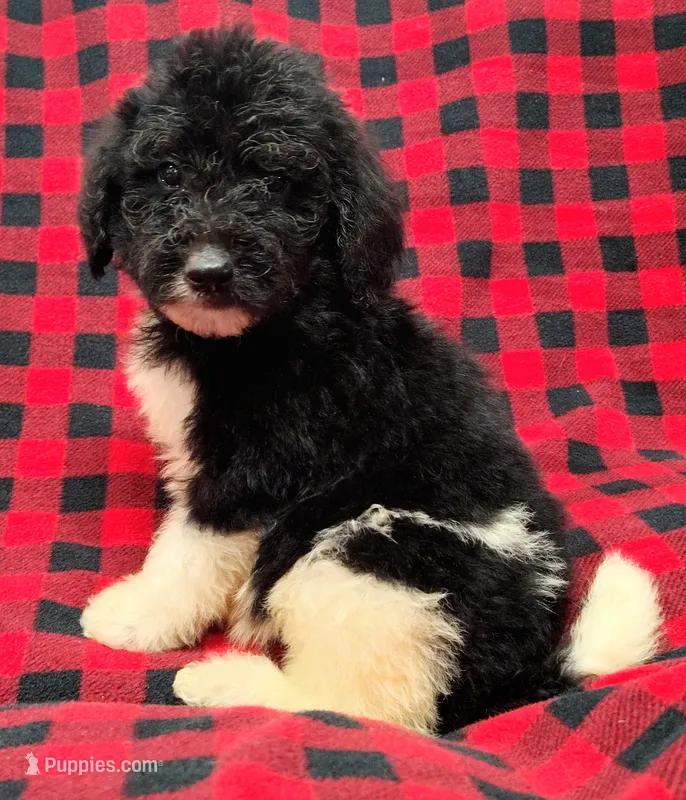 Jackson – Poodle - Multi-Colored Standard puppy for sale in Dover, OH