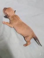 Pablo, a male Miniature Dachshund for sale in Dover, OH – 5 of 5