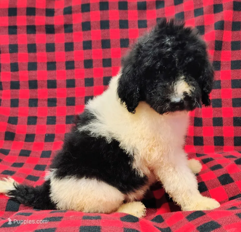 Jasper – Poodle - Multi-Colored Standard puppy for sale in Dover, OH