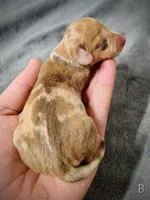 Bella, a female Miniature Dachshund for sale in Dover, OH – 2 of 5
