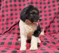 Kesha, a female Poodle - Multi-Colored Standard for sale in Dover, OH – 2 of 4
