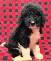 Zion, a male Poodle - Multi-Colored Standard for sale in Dover, OH – 4 of 5