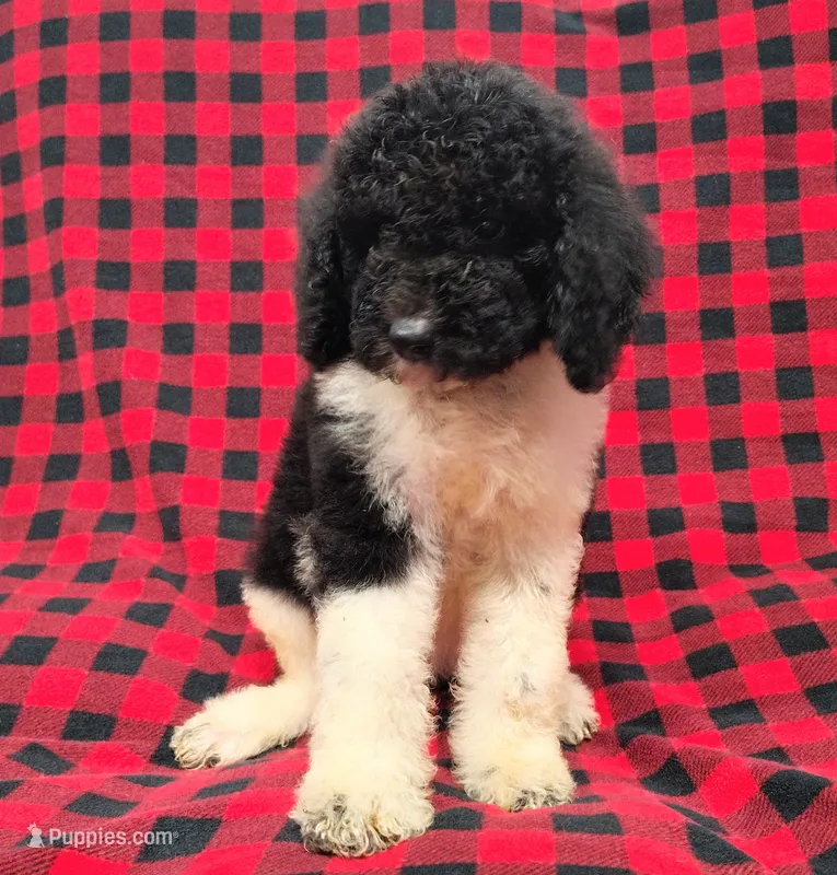Whitney – Poodle - Multi-Colored Standard puppy for sale in Dover, OH