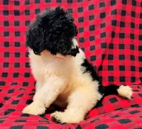 Jasper, a male Poodle - Multi-Colored Standard for sale in Dover, OH – 3 of 5