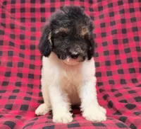 Dixon, a male Poodle - Multi-Colored Standard for sale in Dover, OH – 4 of 7