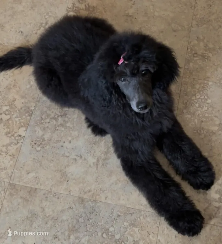 Lucy – Poodle - Standard  puppy for sale in Dover, OH