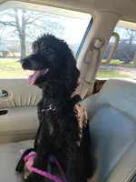 Lucy, a female Poodle - Standard  for sale in Dover, OH – Photo 5 of 5