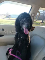 Lucy, a female Poodle - Standard  for sale in Dover, OH – Photo 2 of 5